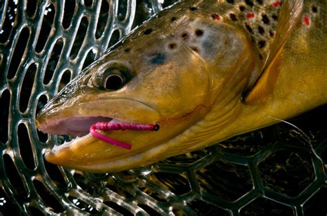 big head fish|Big Worm Patterns And Secrets .